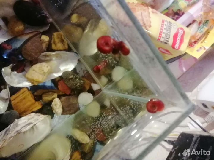 Улитки аквариумные
