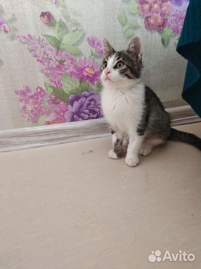 Кошки в добрые руки