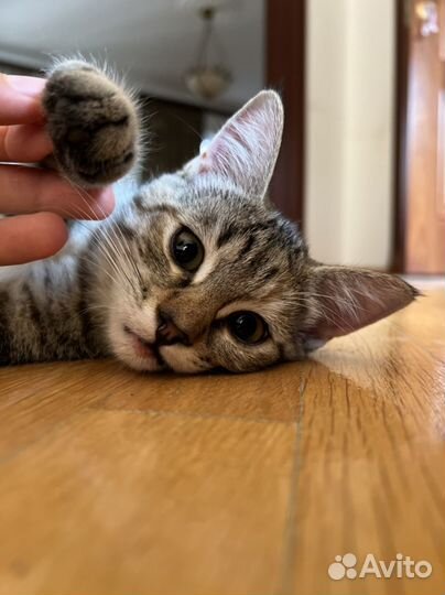 Котята отдам бесплатно