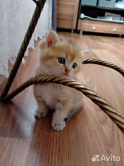 Шотландский котёнок