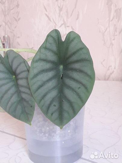 Алоказия Сильвер Небула