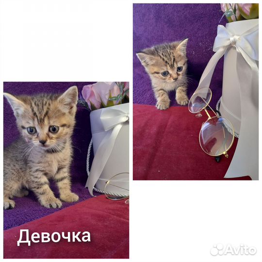 Шотландская