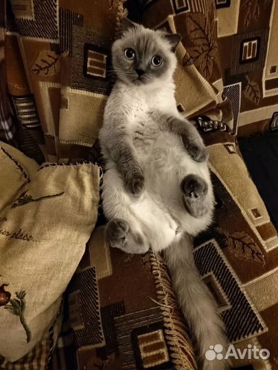 Кошечка в добрые руки