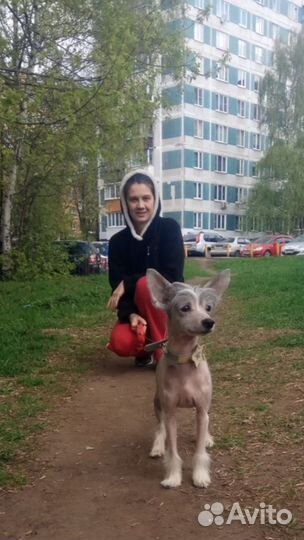 Выгул и передержка собак Митино
