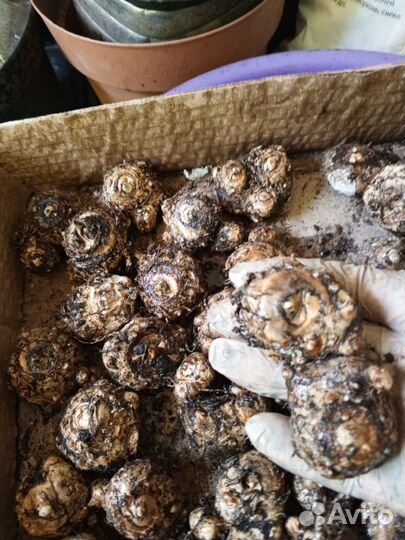 Клубни каллы и исмены