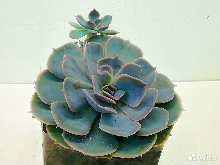 Суккуленты. Эхеверии, Красулы