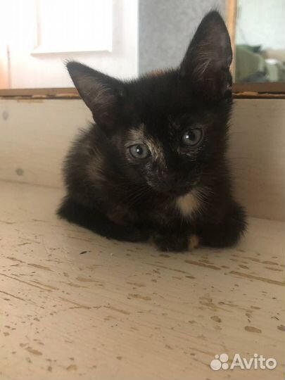 Кошка в дар