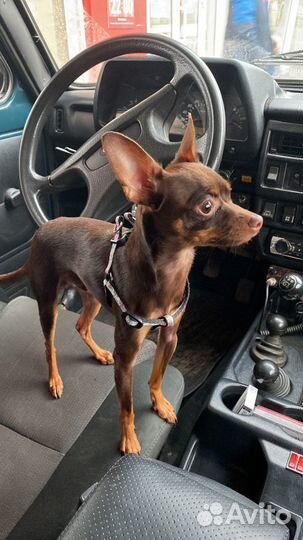 Той-терьер вязка