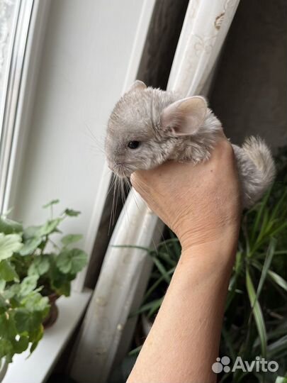 Шиншилла