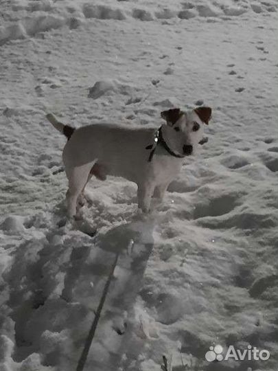 Вязка кобель джек рассел