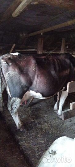 Кобыла с жеребенком