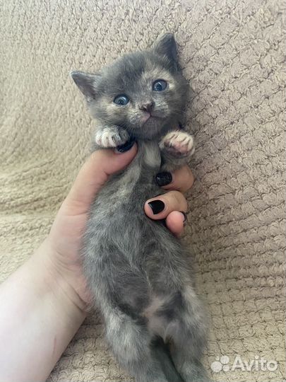 Ласковые и добрые котята ищут дом