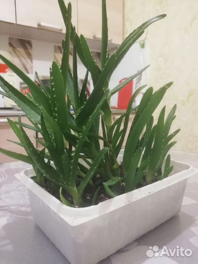 Алоэ лечебный