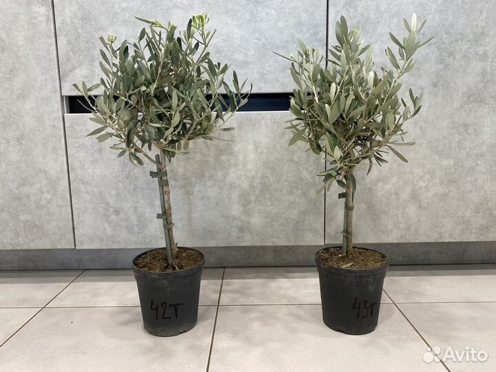 Оливковое дерево