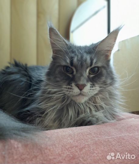 Кошечка мейн кун