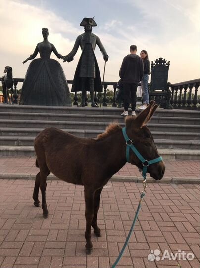 Ослица для случки