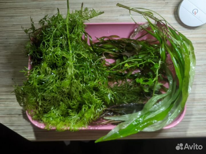 Аквариумные растения прополка