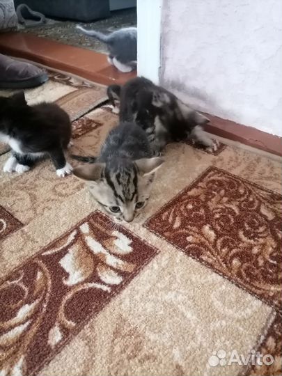 Бенгальские котята