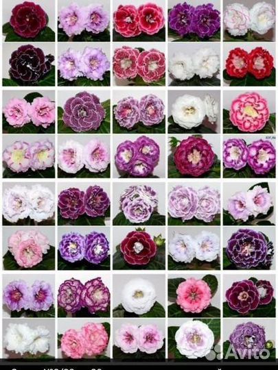 Глоксиния махровая