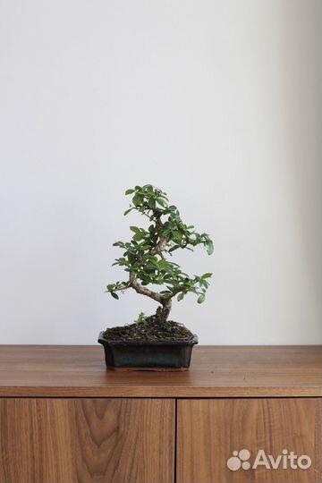 Бонсай Кармона 12 лет