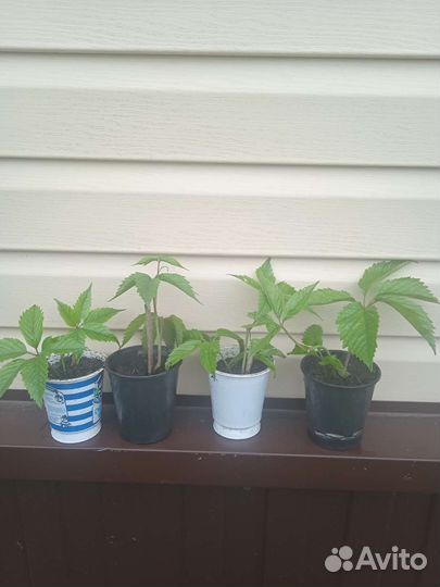 Девичий виноград