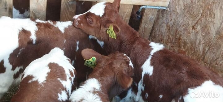 Телята бычки тёлки доставка бесплатно