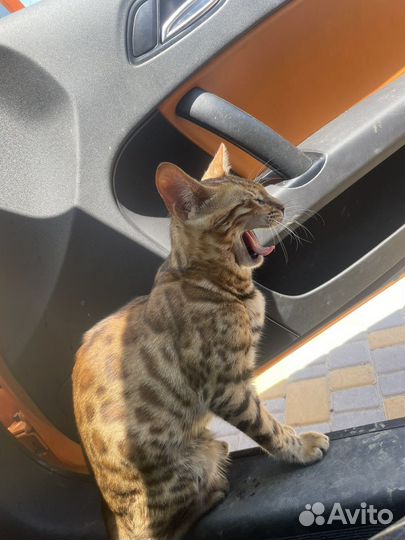 Бенгальская кошка