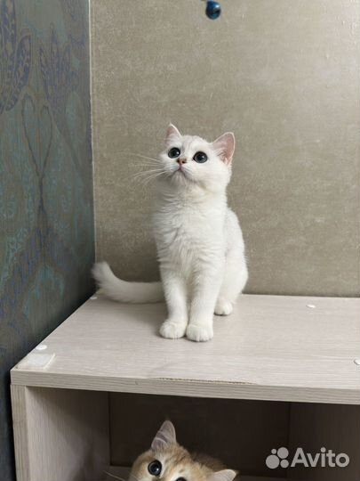 Шиншилла серебристая