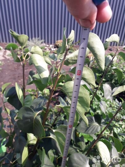 Продажа сирени