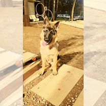 Немецкая овчарка, щенок