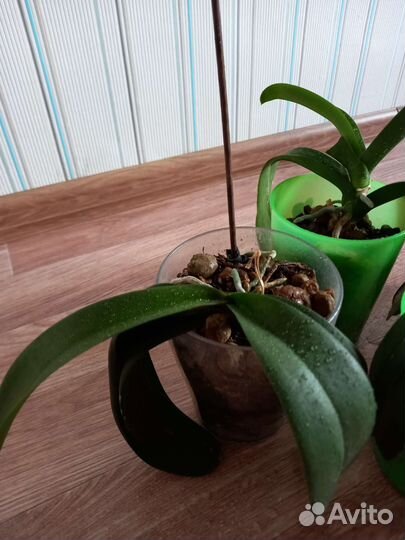 Орхидея фаленопсис