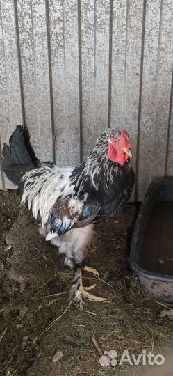 Молодые петухи