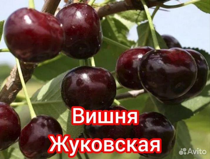 Саженцы плодовых деревьев