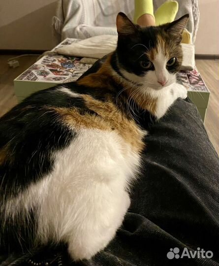 Отдам кошечку в добрые руки