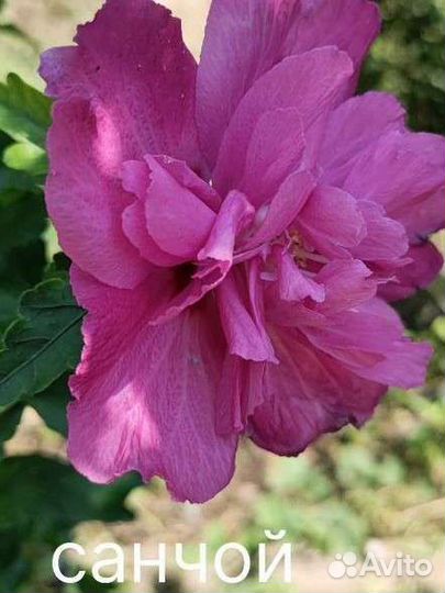 Гибискус сирийский черенки