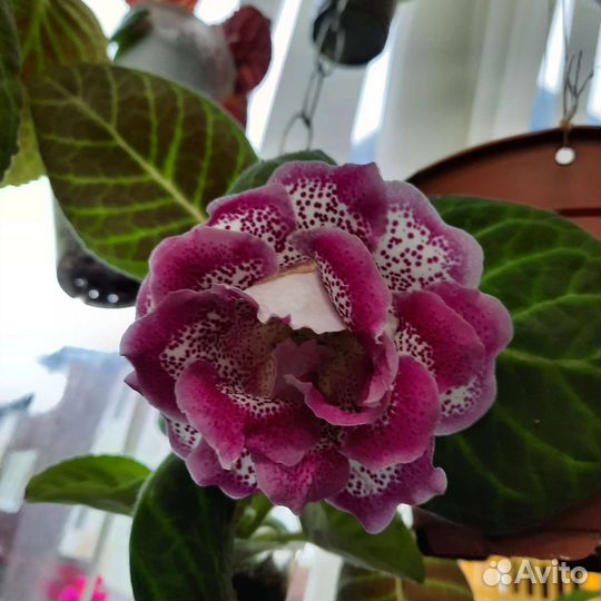 Махровые глоксинии