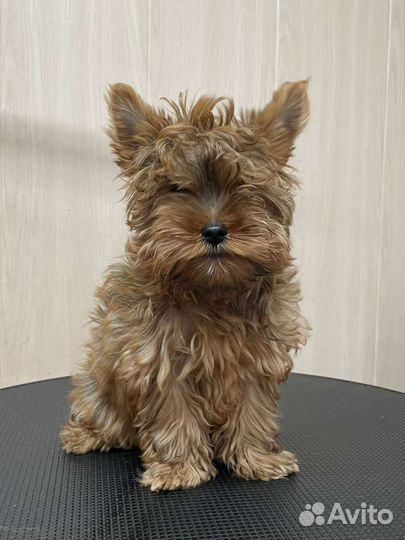 Йоркширский терьер щенки