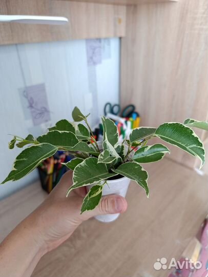 Фикус бенджамина твилайт