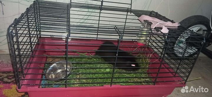 Морская свинка мальчик