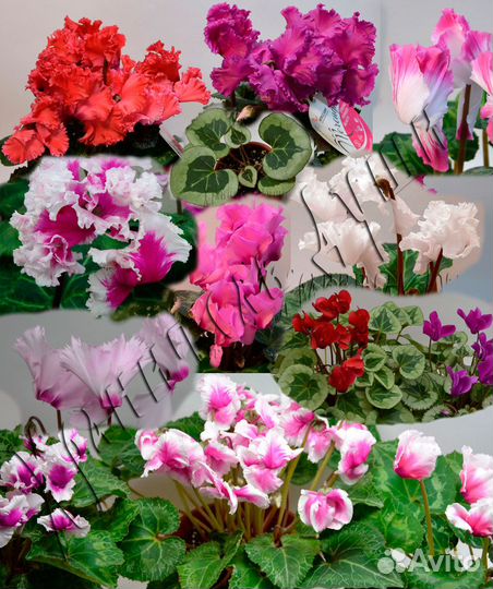 Семена цикламена домашние