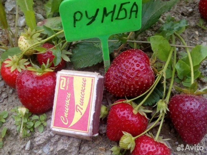 Саженцы клубники