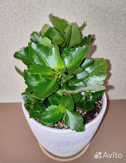 Каланхоэ в керамическом горшке