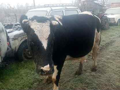 Корова дойная 3 отел в марте обменяю на быка