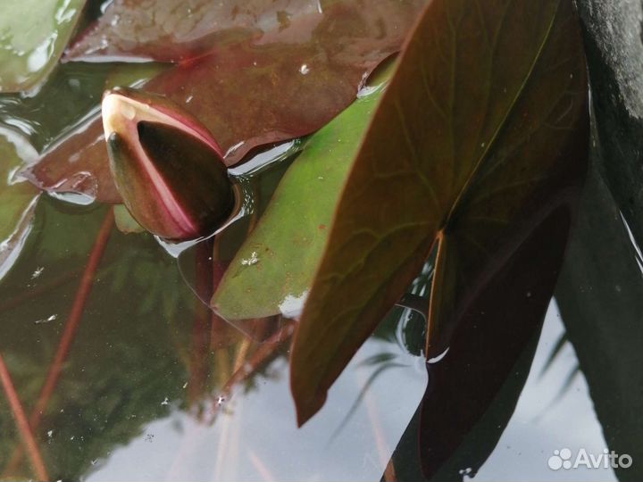 Водные нимфеи (лилии) Роуз Эйри и Жёлтая королева