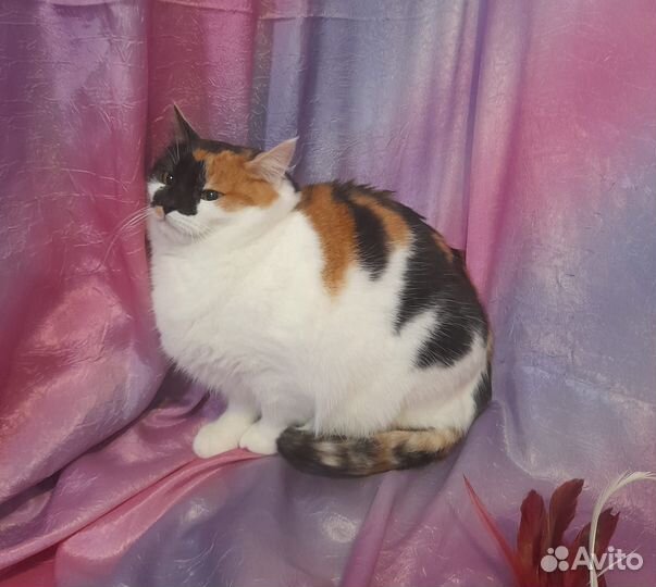 Кошка в добрые руки