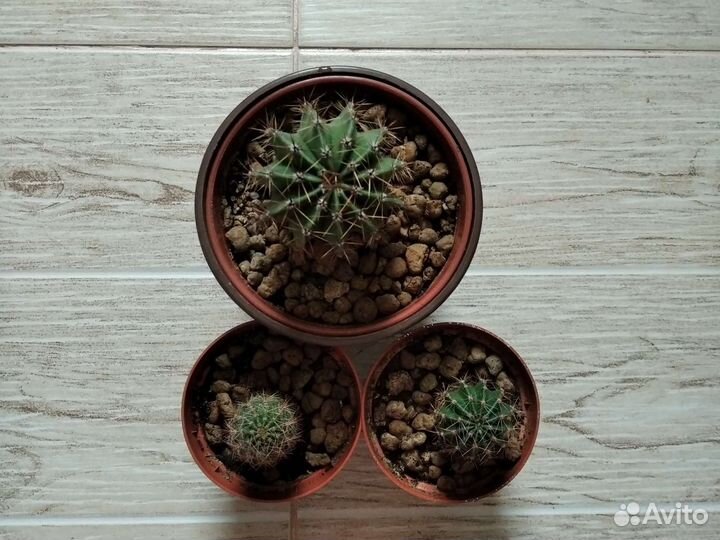 Хавортия, кактус