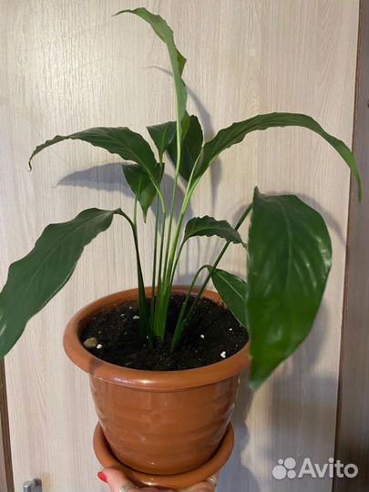 Цветок женское счастье