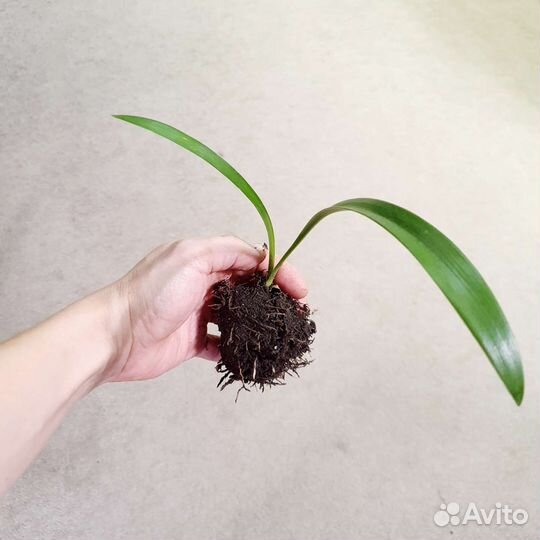 Гименокаллис карибский