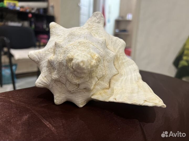 Океаническая ракушка большая