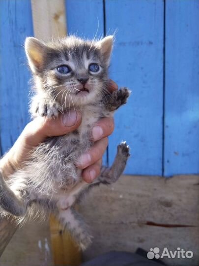 Кошки в добрые руки бесплатно